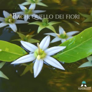 Bach, quello dei Fiori.